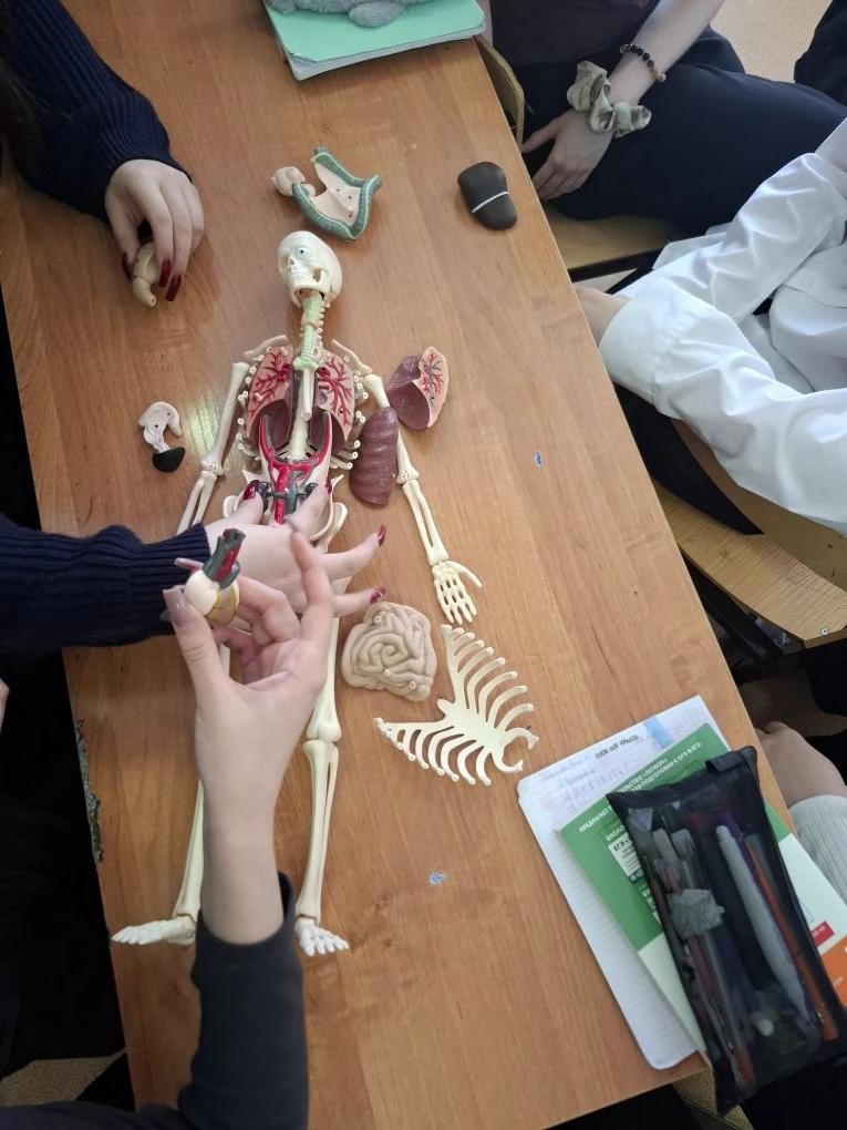 Организм человека крупным планом Организм человека крупным планом 1